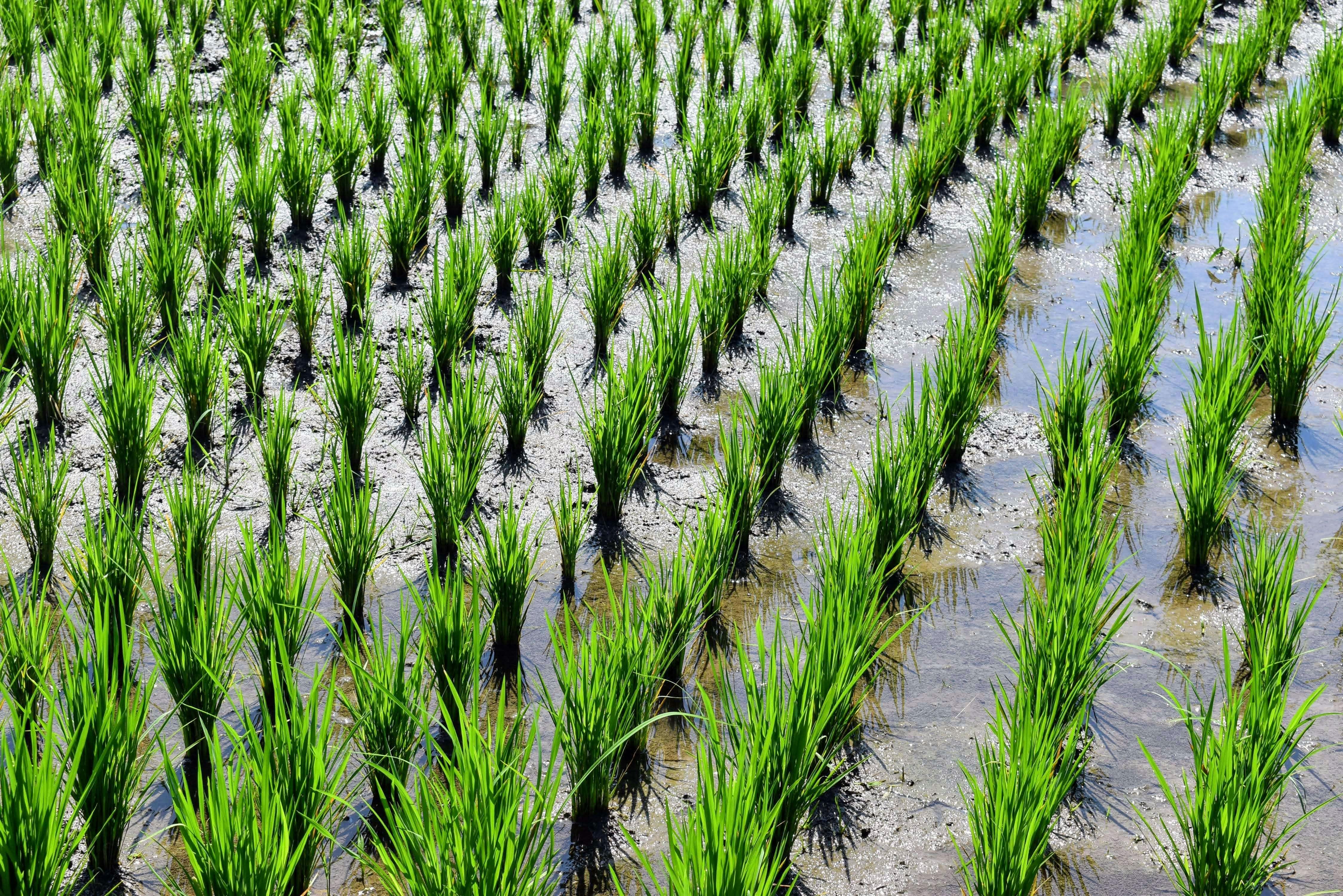 自動操舵システムとレンタル